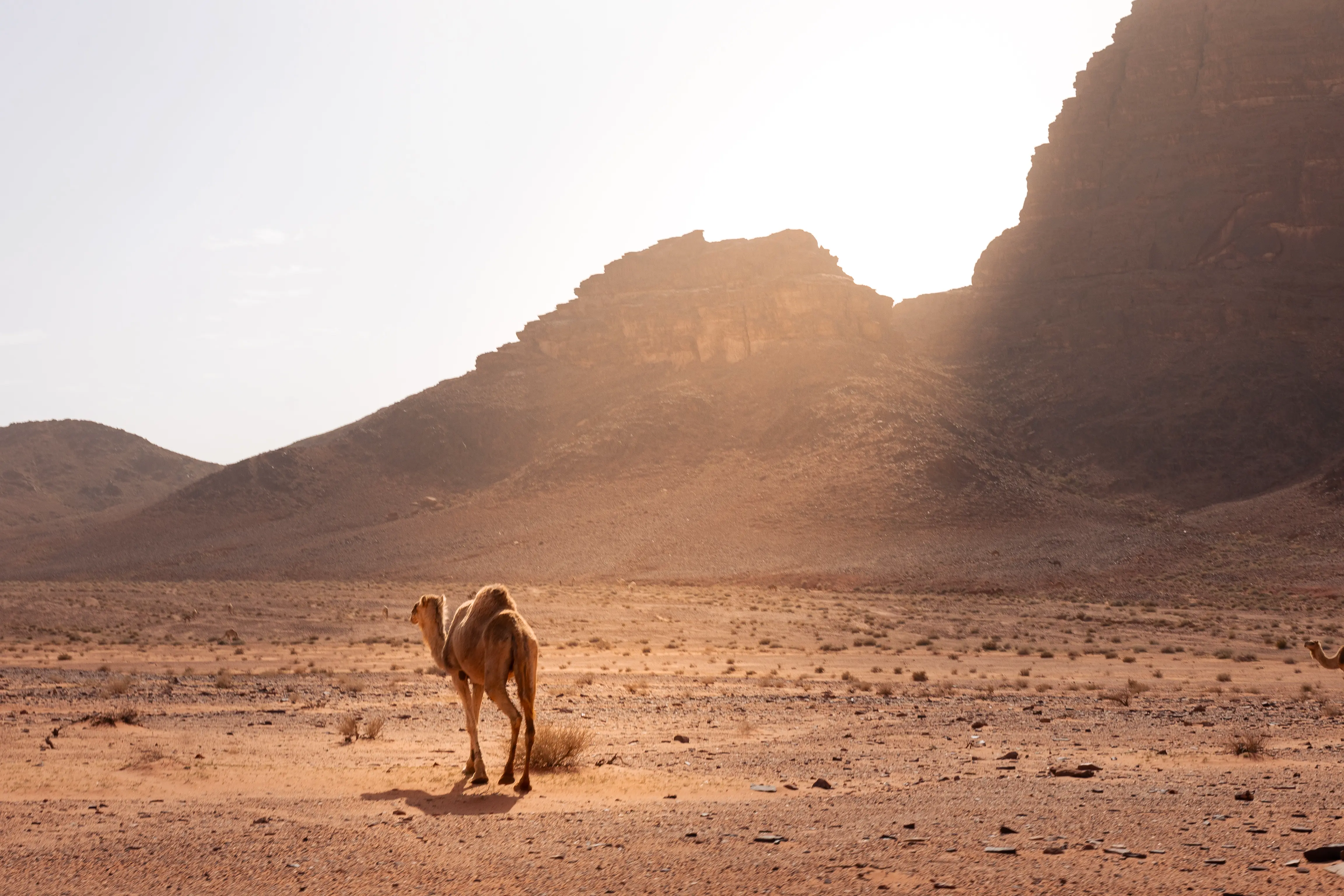 Desert